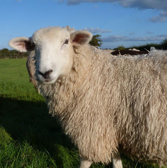 Romney Sheep