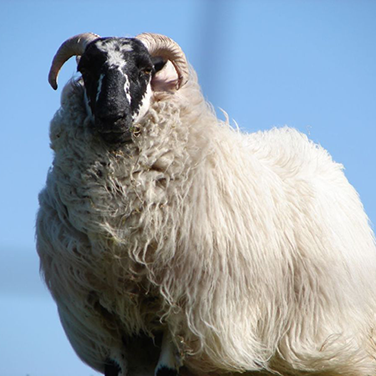 Scottish Blackface Mountain sheep