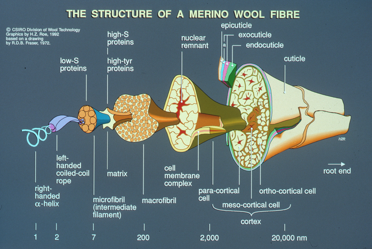 Science of wool