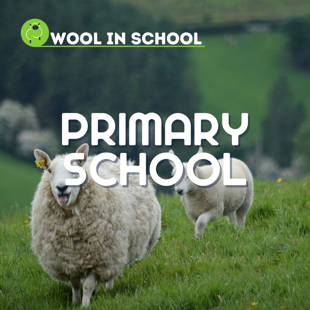Wool In School